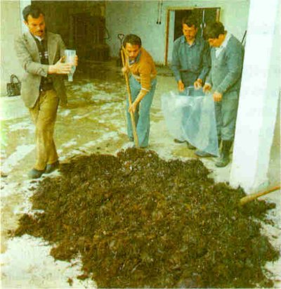 Misel ekimi ve torbalara doldurma.